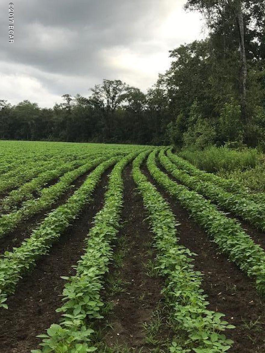 Country living at it's best!  This private 64 acres has approx. 23 acres planted in crops but more can be used.  Wooded areas with nice trees. Wet weather areas.  If you love to hunt, this is the spot for you.  Many deer and wild turkeys! See photos!  Survey has been done already.  Not far from town.  Priced to sell!