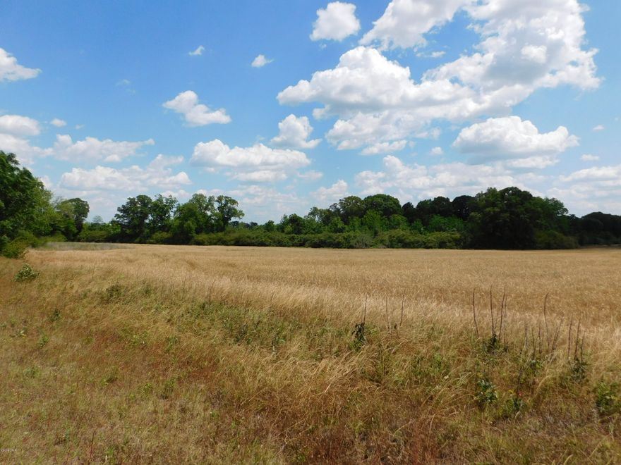 Paved road frontage with this 45.34 +/- acre parcel in Graceville. Property is partially cleared, planted in crop and the rest is mostly wooded. Not far from shopping and other amenities.