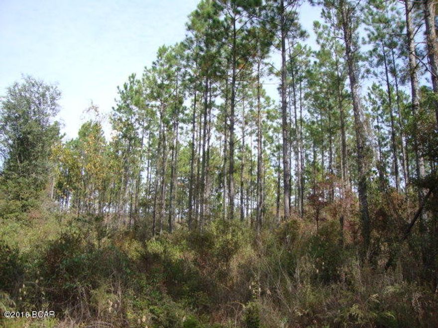 20 acres wooded. About 15 acres in planted pines. Pines planted in winter of 1994 and thinned in 2011. Small area of low lying land. Located on county maintained dirt road. Short distance to town. Great spot to build that new home and enjoy the peace and quiet. Won't be on the market long at this price. Possible owner financing with down payment. Check it out today!!!!