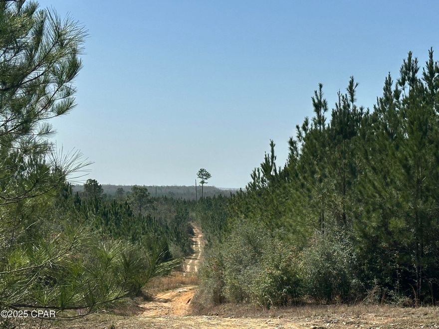 Own Your Slice of Florida Wilderness: 355 +/- Acres in Vernon! Escape to the heart of natural Florida with this incredible 355 +/- acre parcel located on Douglas Ferry RD, in the charming town of Vernon, Washington County. This expansive property offers a rare opportunity to own a significant piece of land perfect for outdoor enthusiasts and those seeking a private retreat. Imagine endless days of adventure exploring your own land. Bring your 4-wheelers and dirt bikes for thrilling off-road experiences, or gear up for exceptional hunting opportunities. The diverse terrain and natural habitat create an ideal environment for wildlife. This property provides ample space for a variety of recreational activities, from hiking and camping to simply enjoying the tranquility of nature.

Schools are Vernon Elementary, Middle and, High School.

No Wetland Studies/Delineations or soil samples have been done on this property. Buyer to perform their own due diligence.