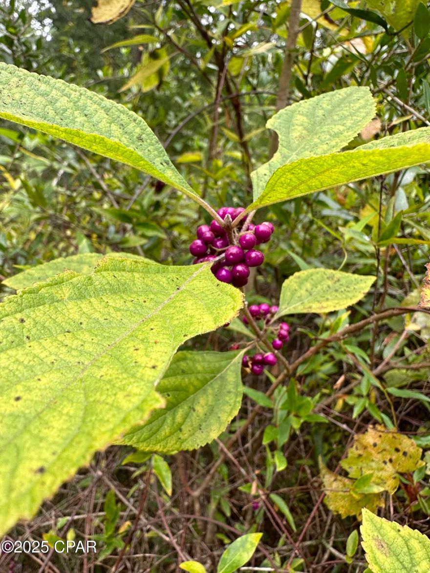 This parcel in Carryville offers a versatile tract of land with room to create your own vision. The property features natural Florida landscape and space that can be shaped for a future homesite, recreation, or long-term investment. The setting provides both privacy and potential, making it a strong option for those seeking acreage in Holmes County.

Buyer to verify all information important to their intended use.