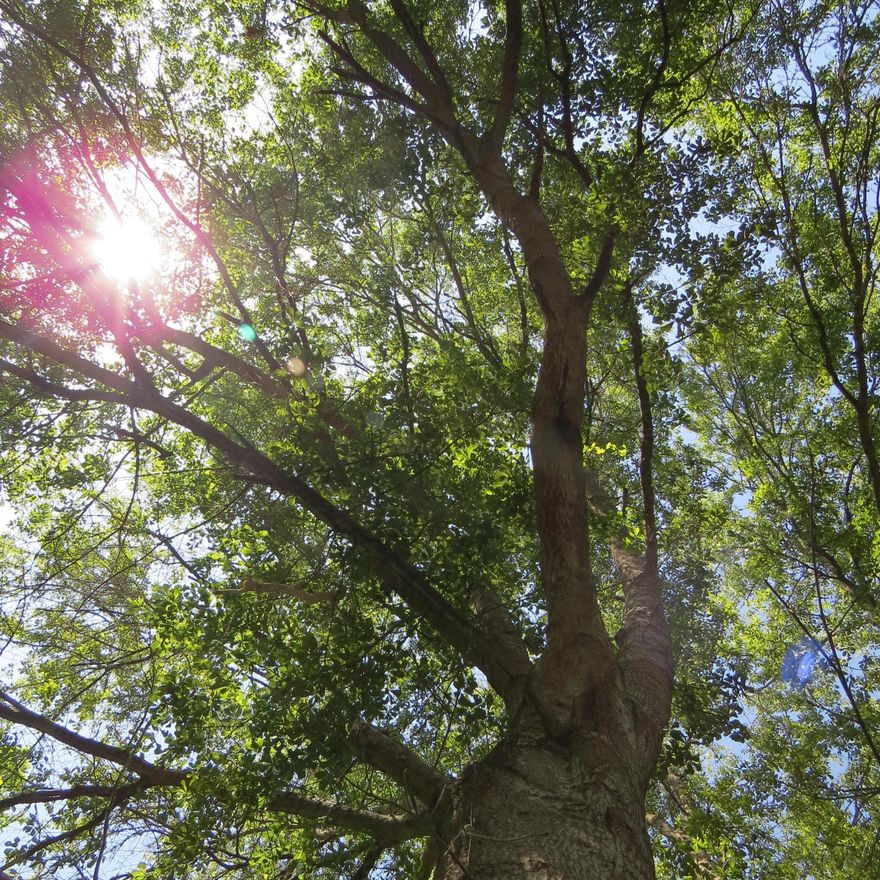 Perfect Lot for a small house or mobile home. Water and Sewer are already available. A lot of beautiful mature trees around the property to provide shade. Low traffic street.  All information is approximate and should be verified by buyers if important.