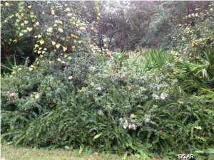 Preserve On The Bay Ph II - Residential