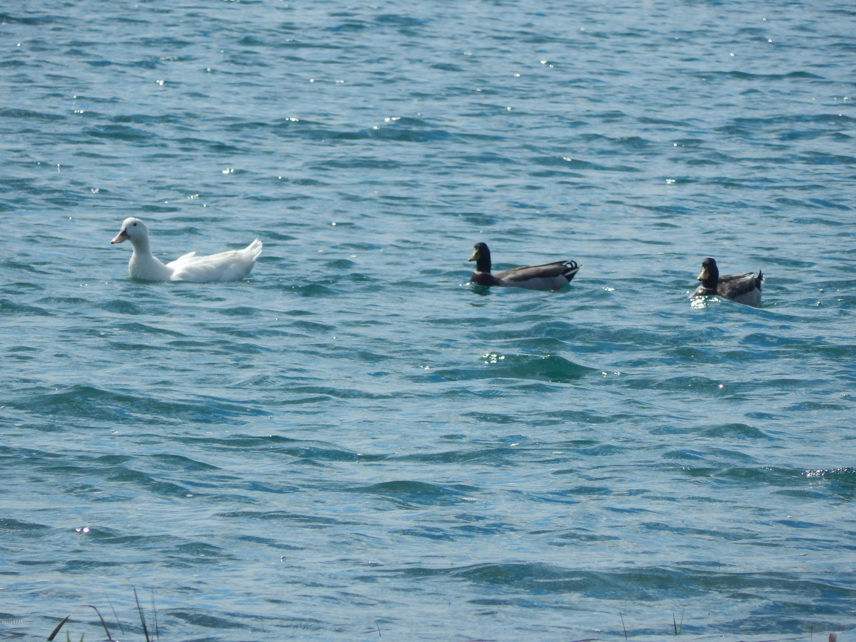 Crystal Lake - Residential