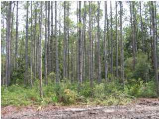 Laird Point - Residential