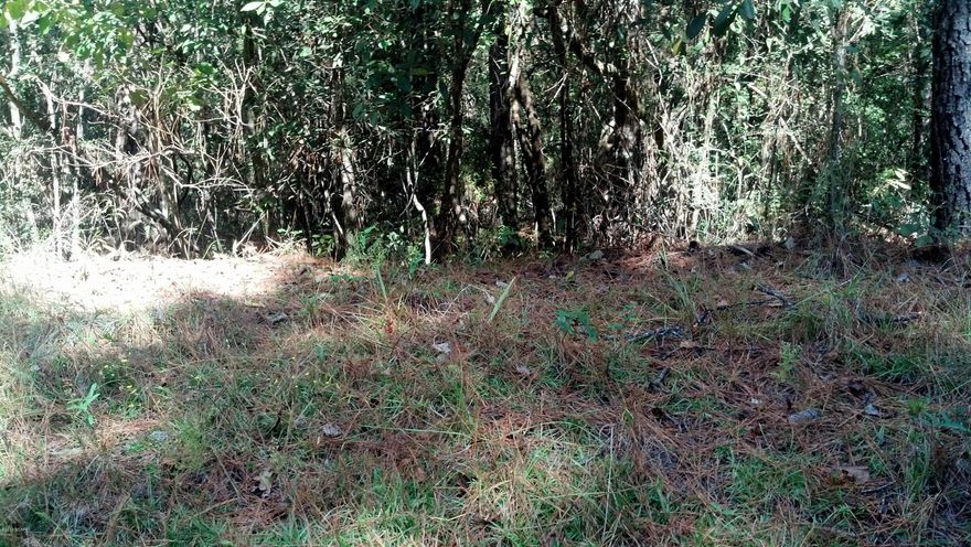 Heavily wooded acreage with frontage on State Hwy 77 and Rogers Road in rural Washington County.  This parcel consists of approximately 20 acres, with a small portion being separated by Rogers Road. There is a large metal building on the property.  At one time there was a well and septic system in use on the approximately 3 acres across (west side of) Rogers Road, but the buyer should determine if they are still in working order.