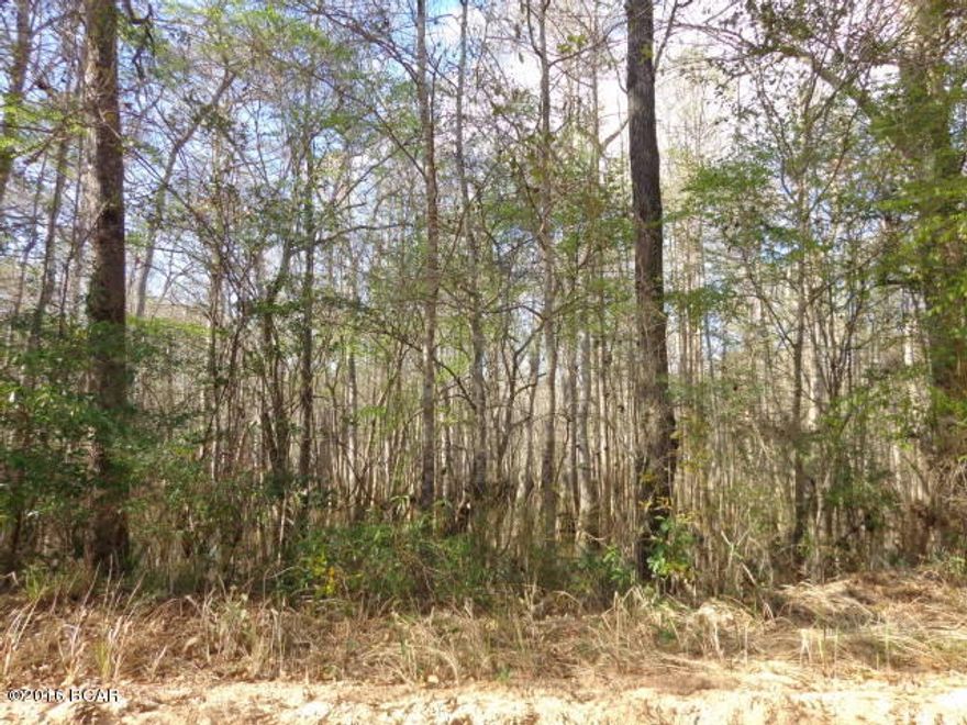 Cypress SWAMP close to Pine Log Creek.