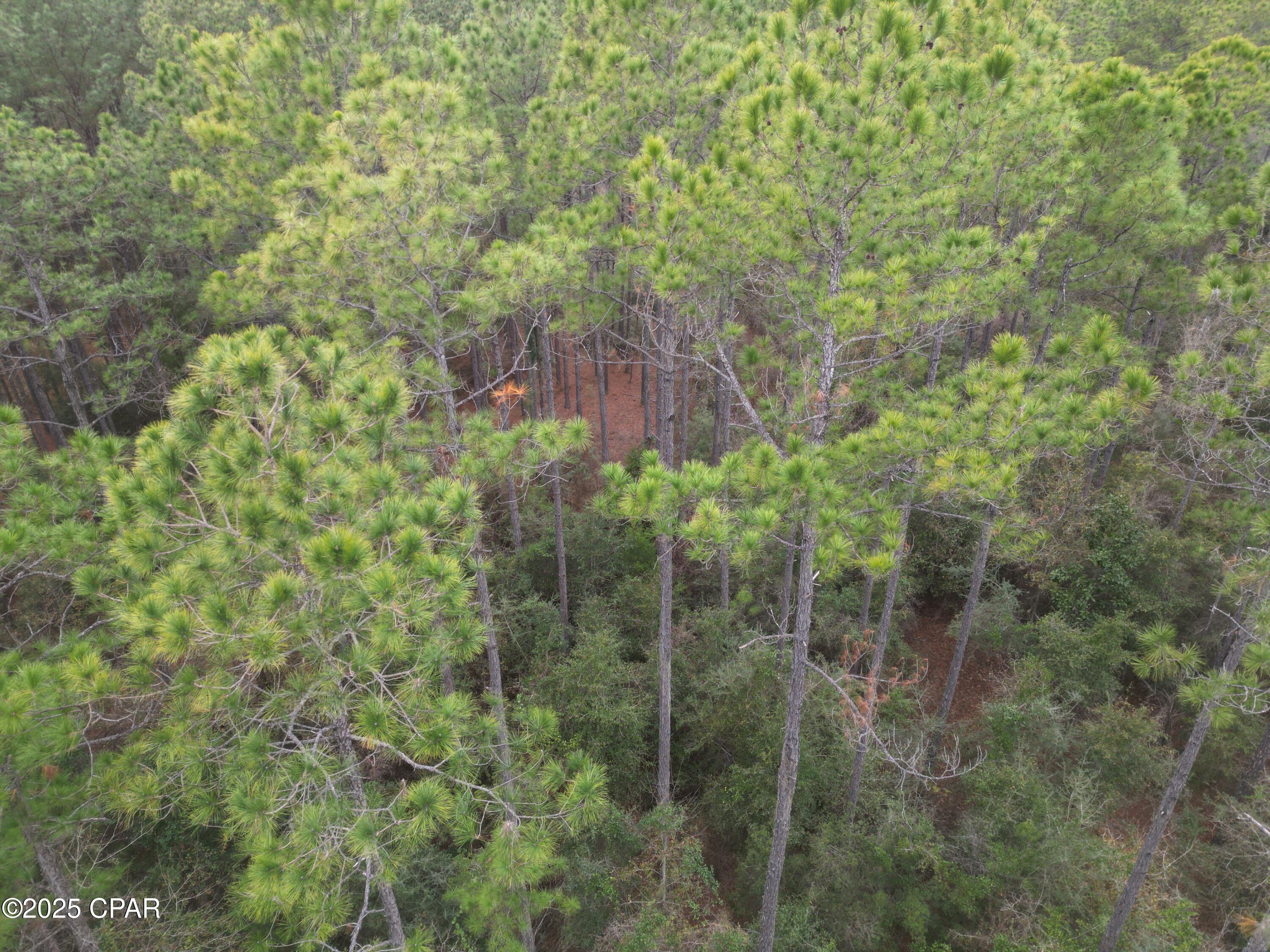 Canopy Crossing - Land