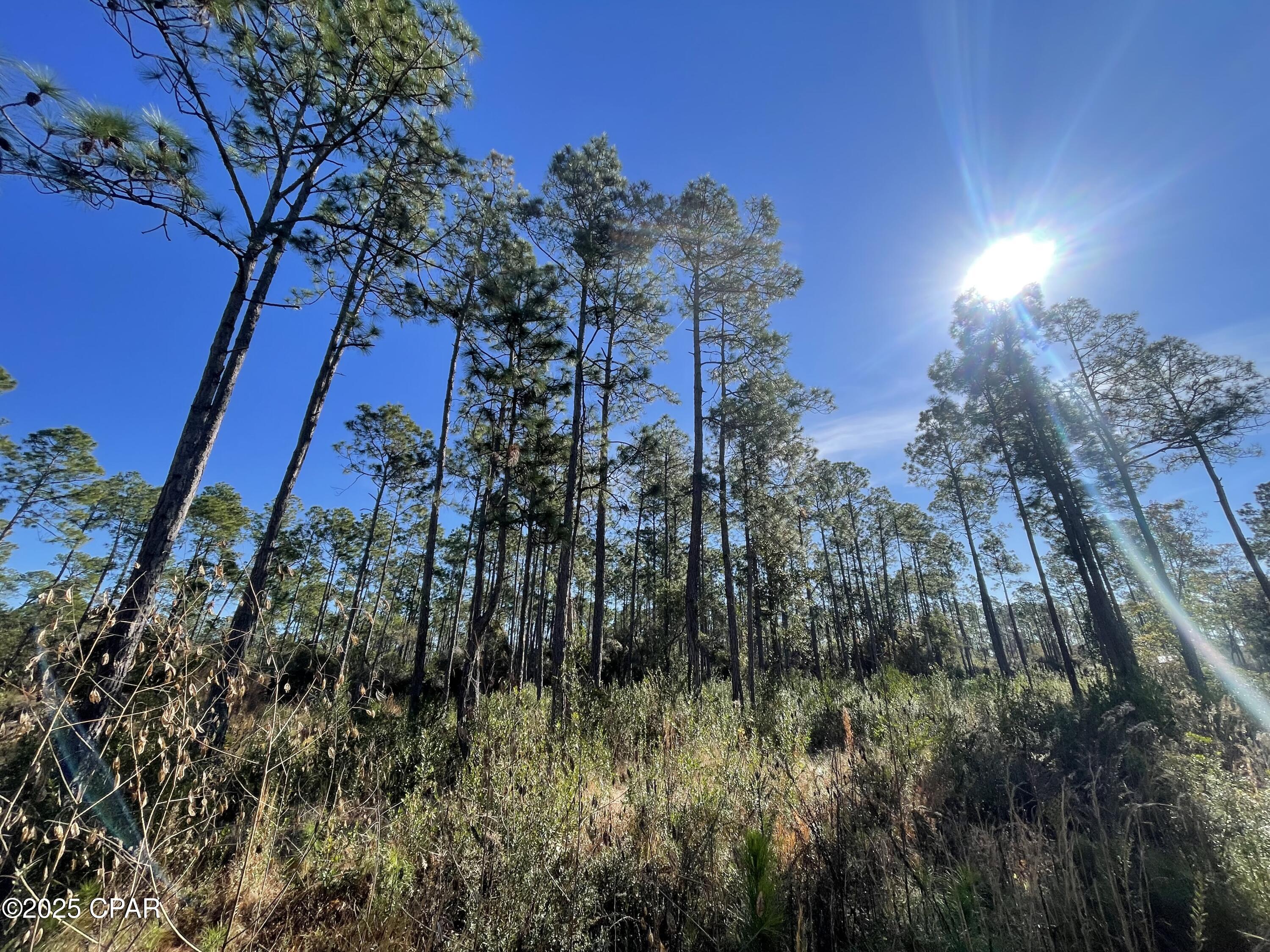 Hickory Bluff - Land