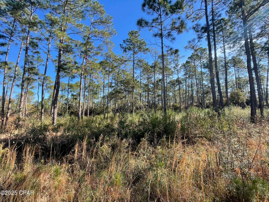 Discover the perfect canvas for your dream home on this serene 0.5+ acre lot in the Hickory Bluff neighborhood. Nestled on a private road, this property offers a tranquil setting with mature pine trees scattered throughout, creating a picturesque and natural backdrop. Enjoy the convenience of city water availability and the peaceful ambiance of this secluded location. Don't miss your chance to build your future in this charming and quiet community!