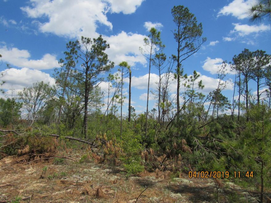 Beautiful parcel  with great views. Lots of possibilities with this Gem. Private and Quiet. This parcel is high & dry and ready for your next adventure. Build now or hold it as an investment, either way it is priced to sell. Many popular places within an hour such as Marianna Caverns, Pitts Springs, Panama City Beach, Famous Pier Park Shopping, Tyndall Air Force Base, and some of the best Fishing in Northwest Florida. Many places to Kayak, Camp, Swim, Hunt, and just enjoy the Great Outdoors. Own a piece of Florida by calling today.