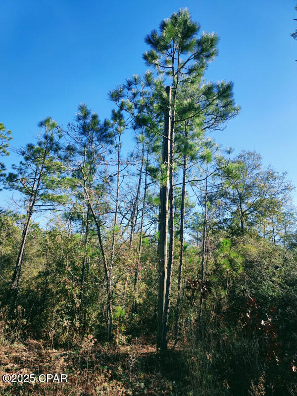 Buckhorn Creek - Land