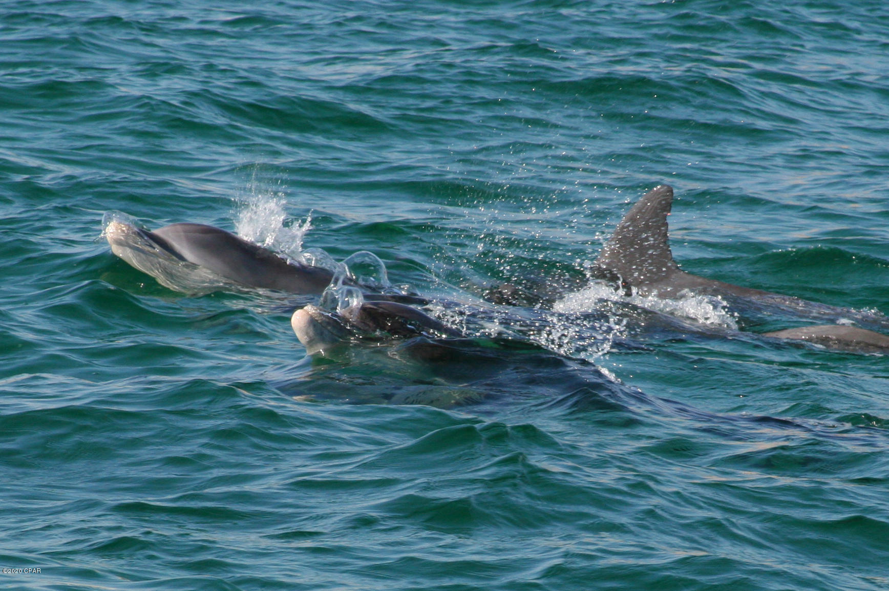 Shores Of Panama Phase I - Residential