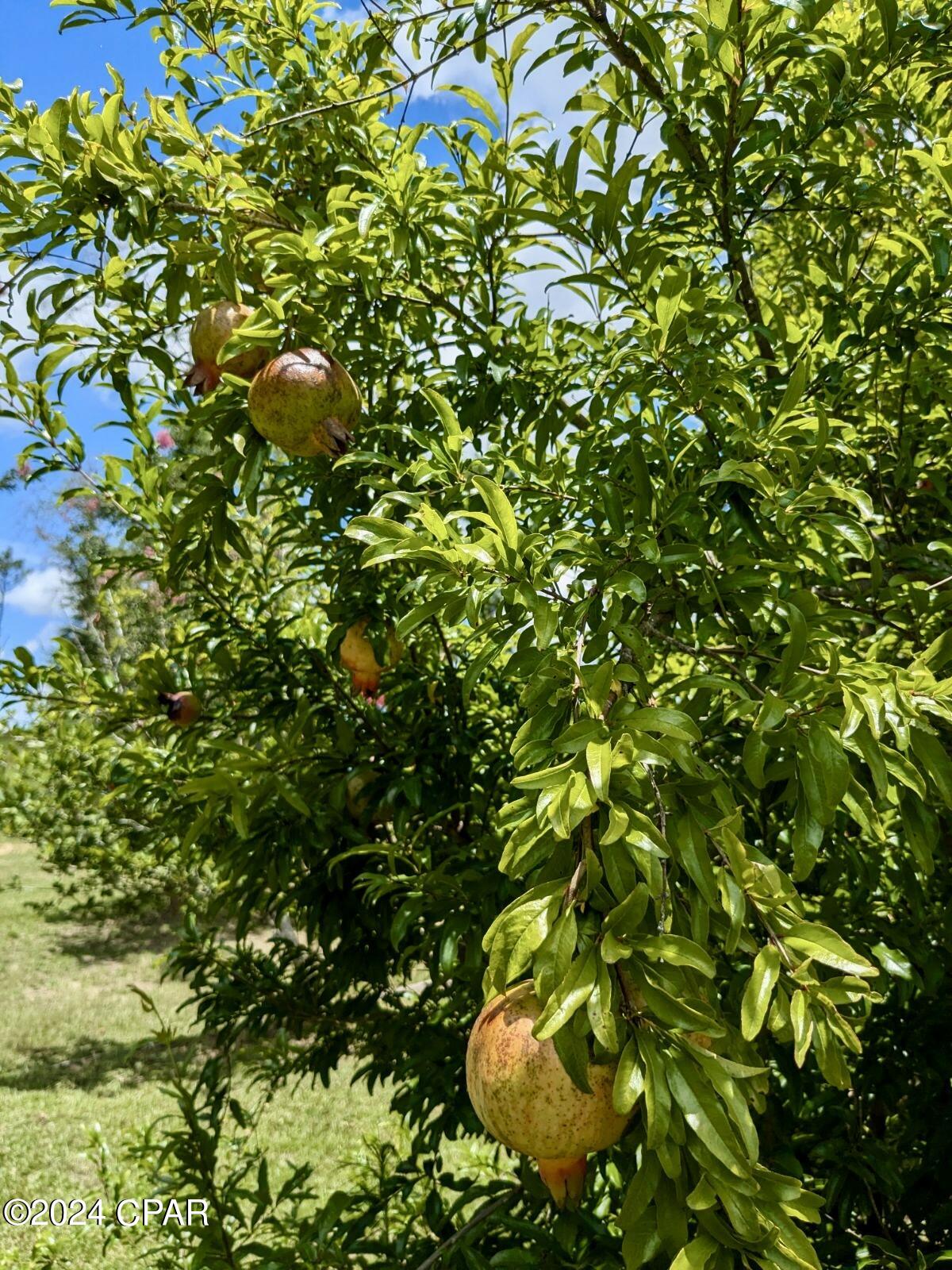 Dogwood Heights - Residential
