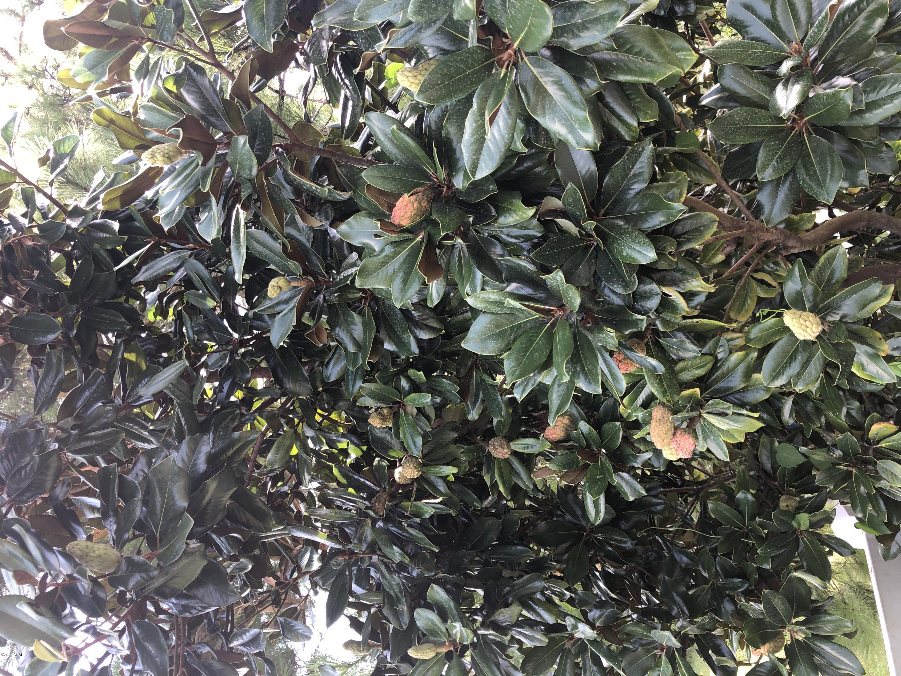 Spring Chase - Residential