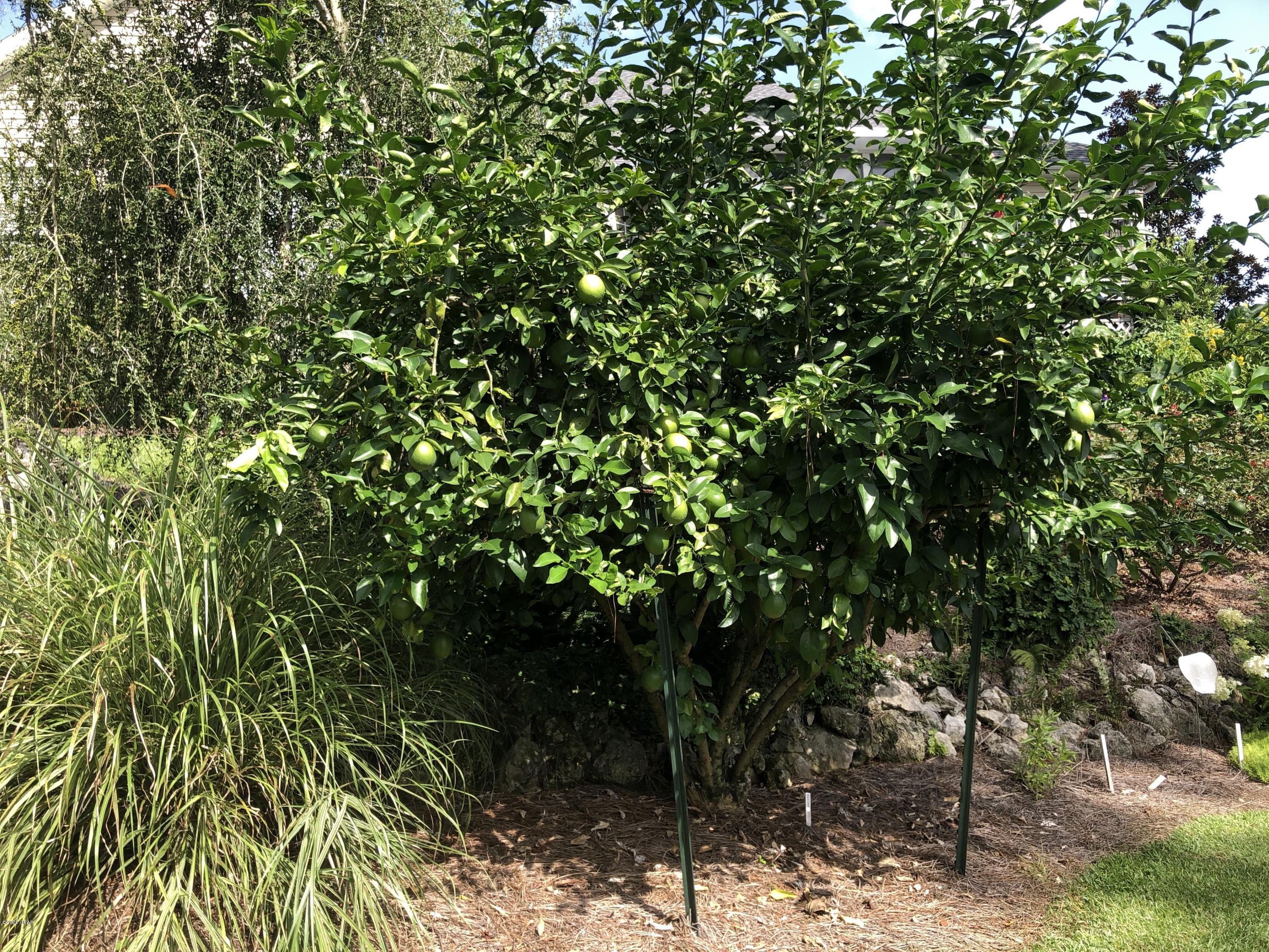 Spring Chase - Residential