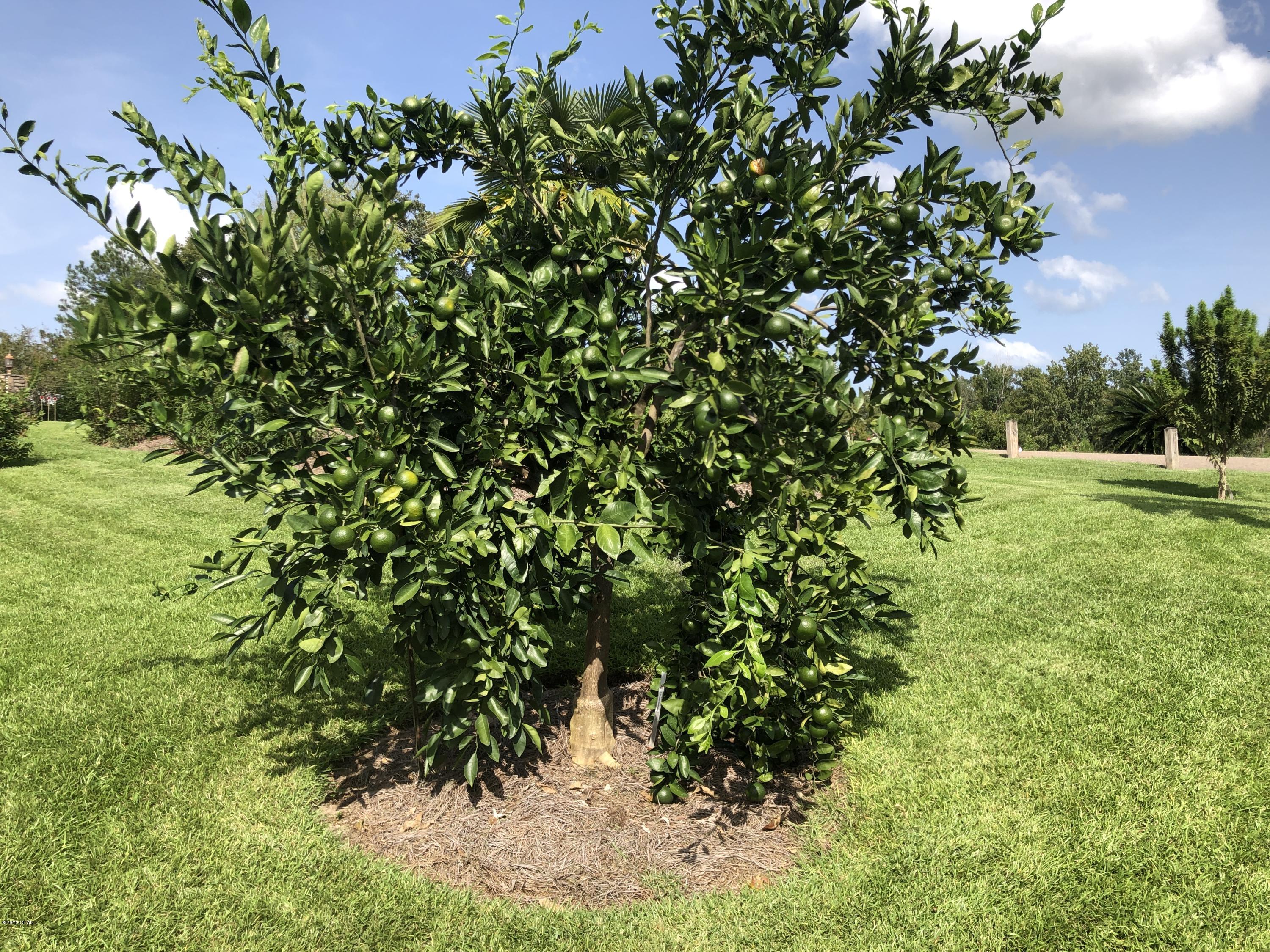 Spring Chase - Residential