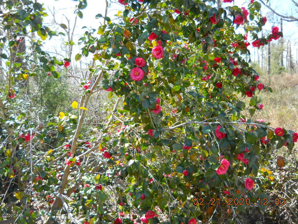 Cedar Wood Estates Ph 2 - Land