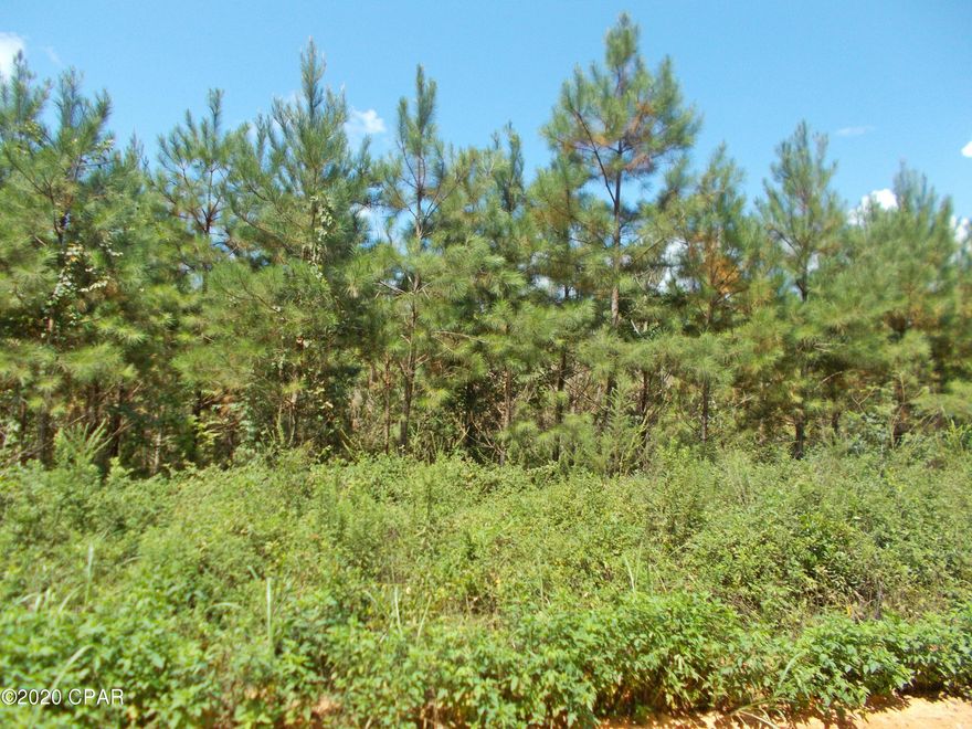Vacant wooded land on a county road.