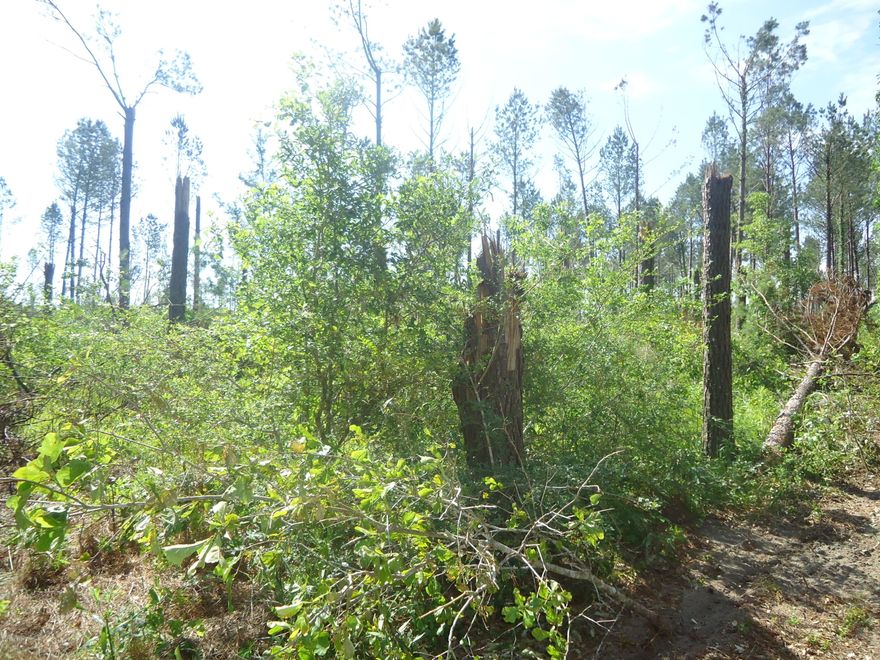 This is a 40 acre parcel that has been primarily used for hunting.  It does have approximately 7-10 acres of flood area. There are trees down due to Hurricane Michael, but many are still standing. Drive a 4 wheel drive vehicle to look at the land.