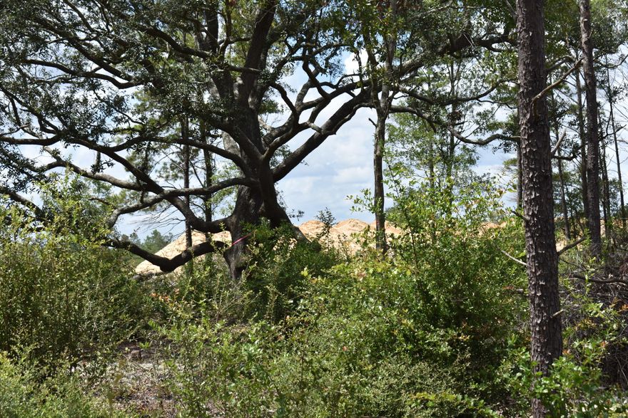 COMMERCIAL LAND AVAILABLE ON HWY 77 being sold LESS THAN APPRAISED VALUE!!!!  With the four lane project currently underway, growth is definitely expected.  Why not take advantage of this commercial property for your next business venture?  Property is zoned General Commercial, has been cleared, surveyed and will allow for a wide variety of businesses. There are a couple of nice oak trees on the property.   Information is deemed to be accurate; however, buyer will need to perform due diligence.