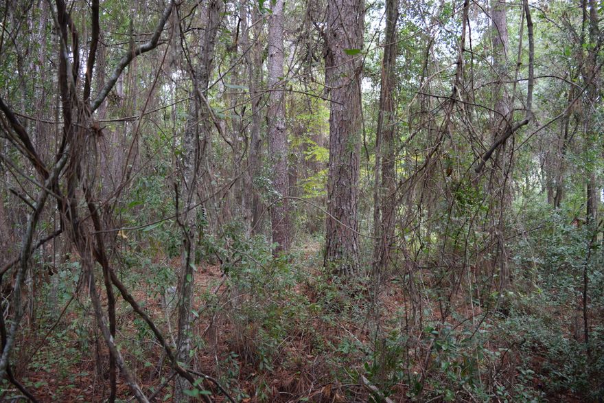 0.69 parcel located near the corner of Owenwood Road and Highwy 231.  100 wide on Owenwood X 300 deep.  Survey available. Parcel ID #: 00227-000-000.  Asking price:  $7999.00.  Lot is high and dry.  Filled with beautiful oaks and magnolias. Owner financing available with at least 50% down.  Other owner financing terms and conditions apply.