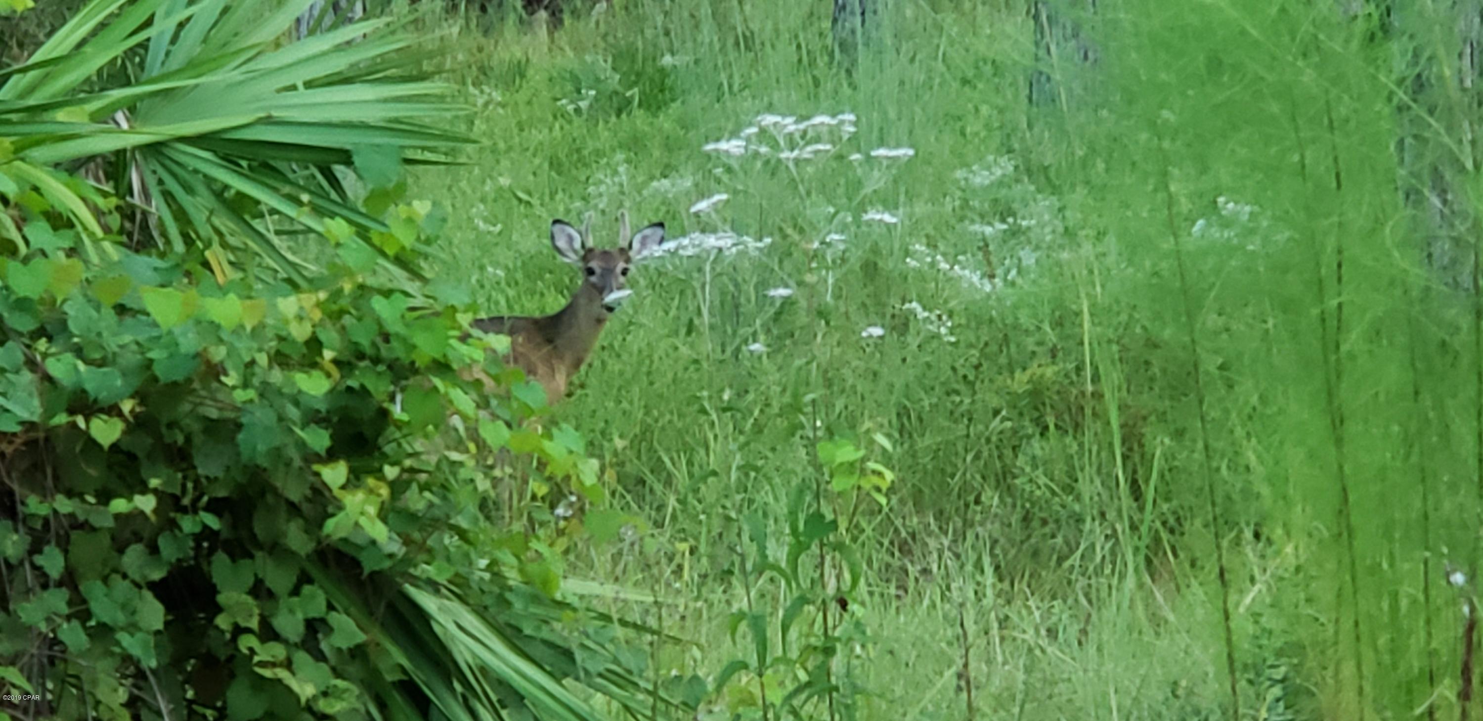 Rivercamps On Crooked Creek - Land