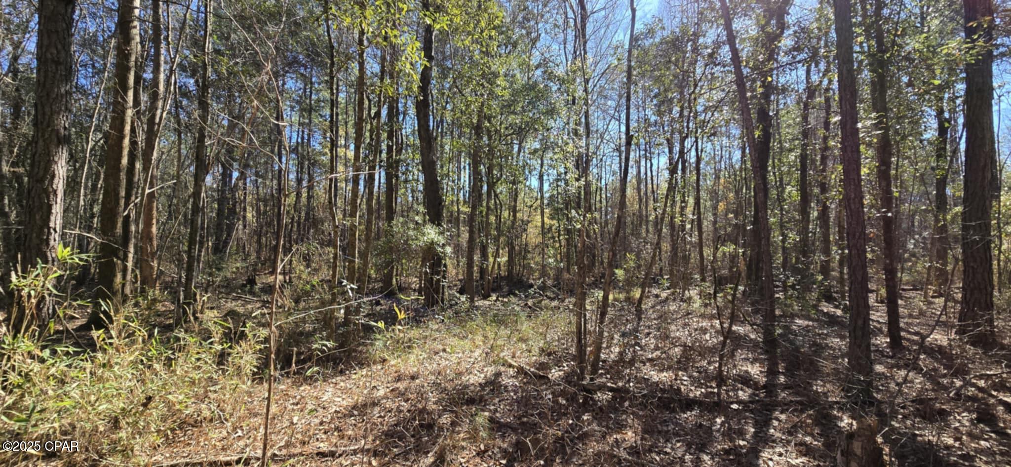 Canopy Crossing - Land