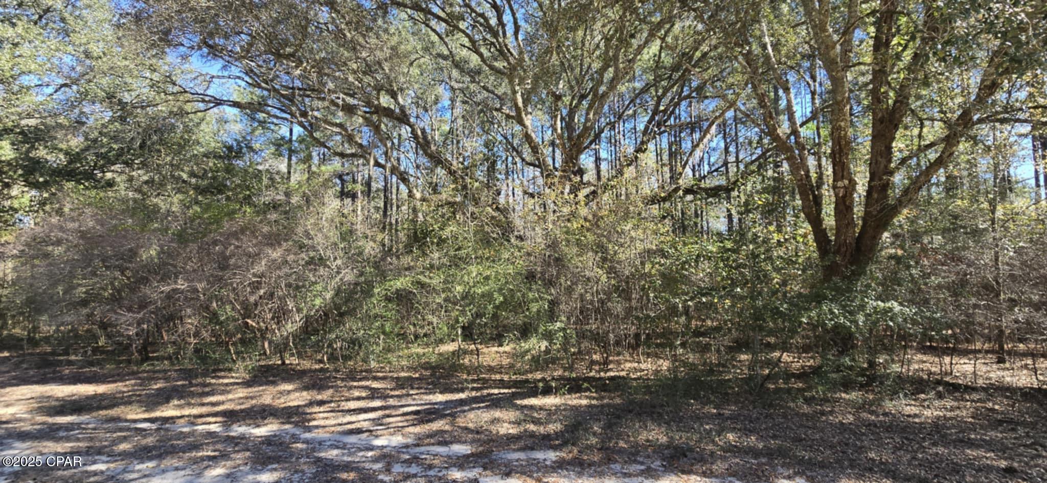 Canopy Crossing - Land