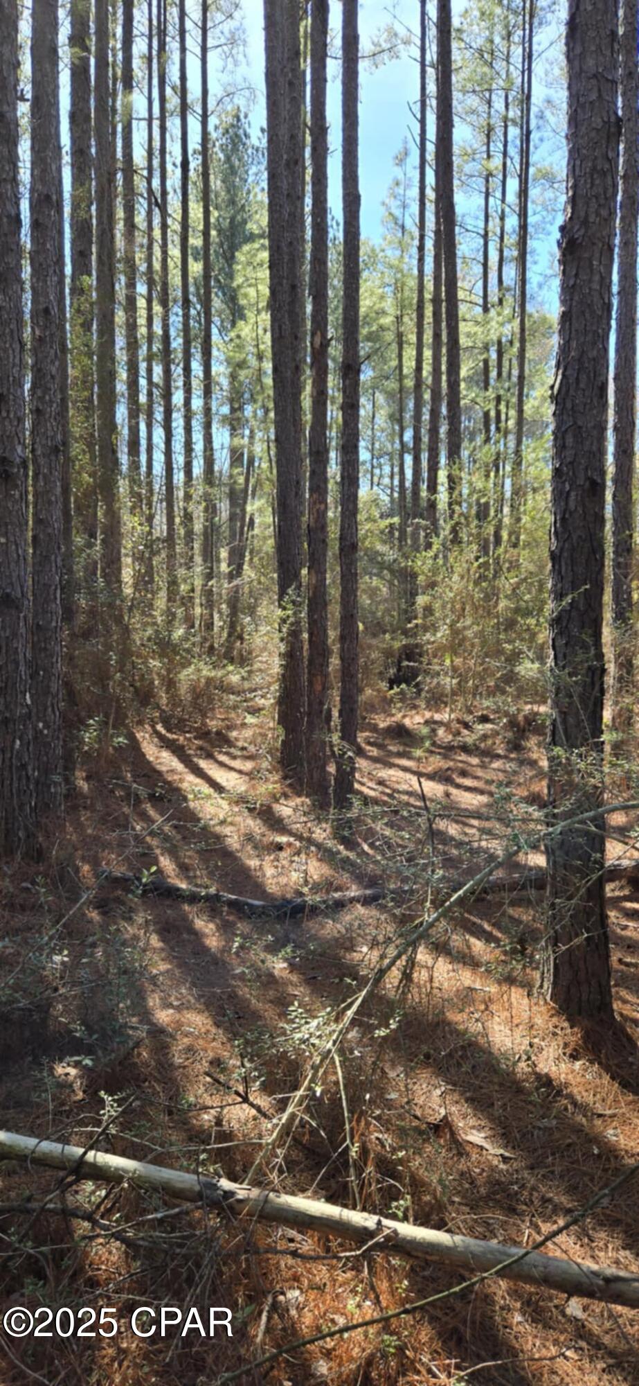 Canopy Crossing - Land