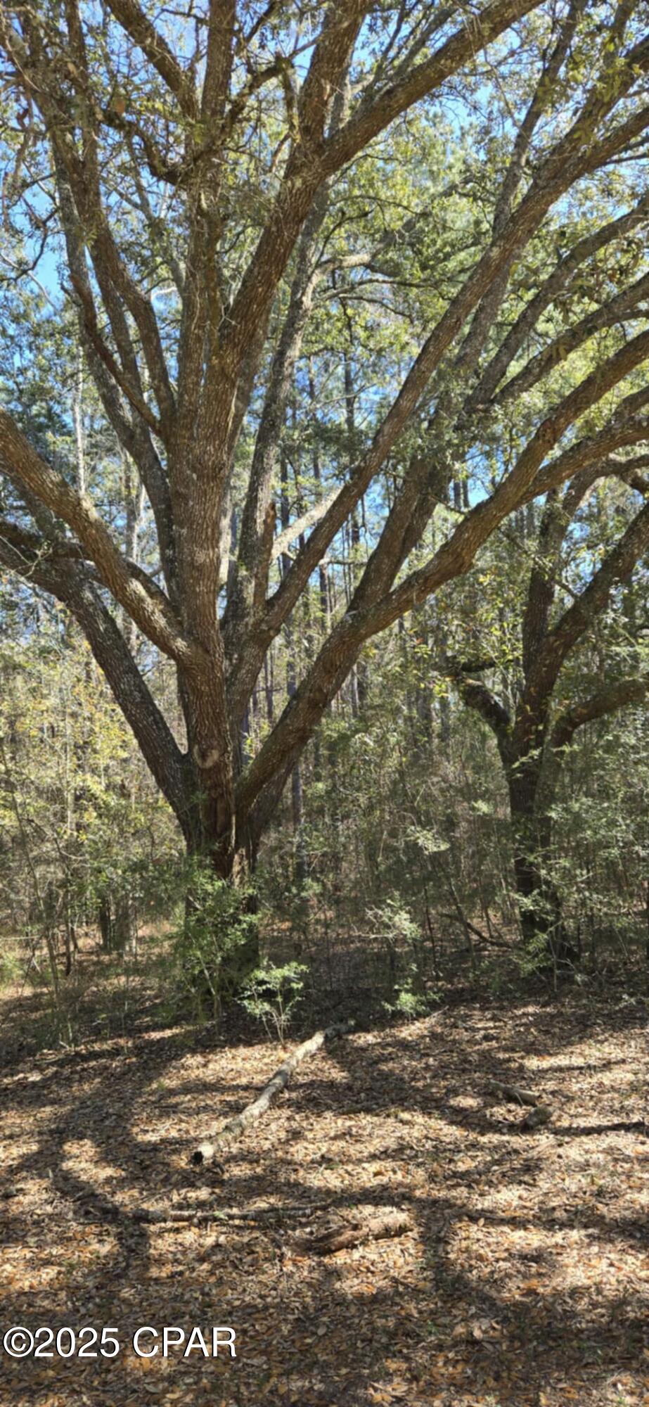 Canopy Crossing - Land