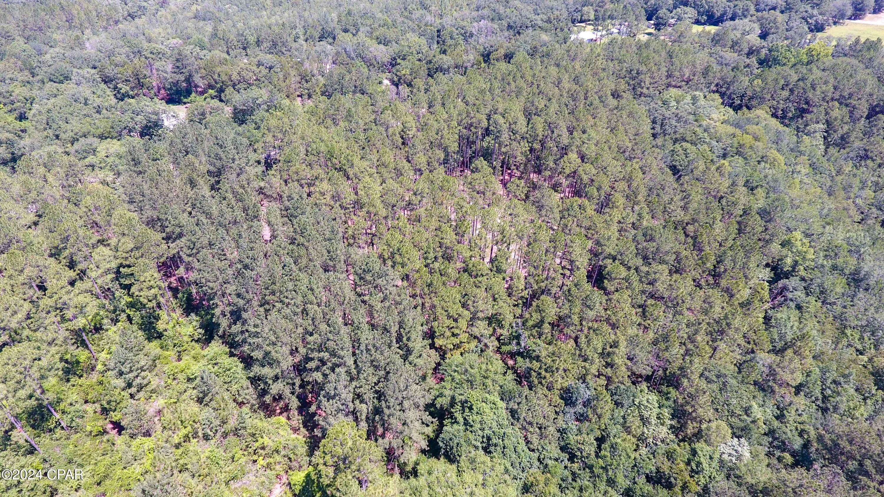 Canopy Crossing - Land