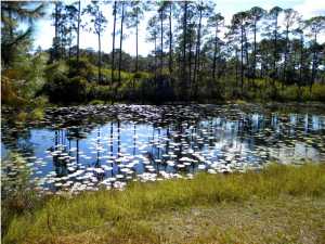 Wild Heron Phase X - Land