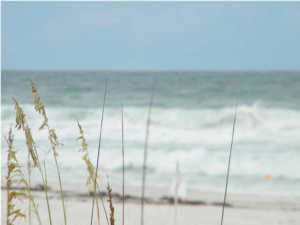 Wild Heron Phase X - Land