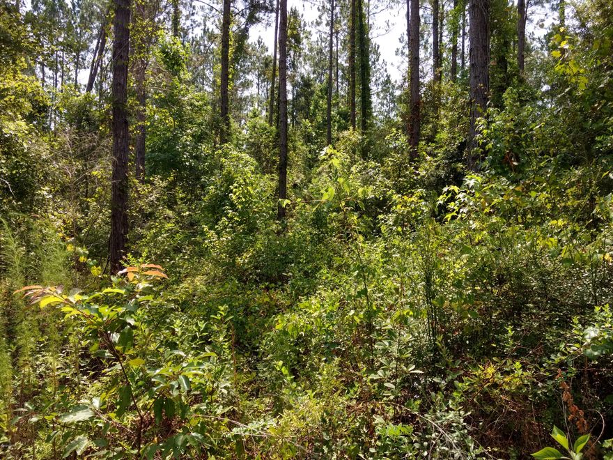 Very nice 10+ acre lot in the Reedy Creek sub-division. Lot also has frontage on White road, a county maintained road. Mostly wooded, would make a great building site with a little clearing. Excellent hunting in this area.