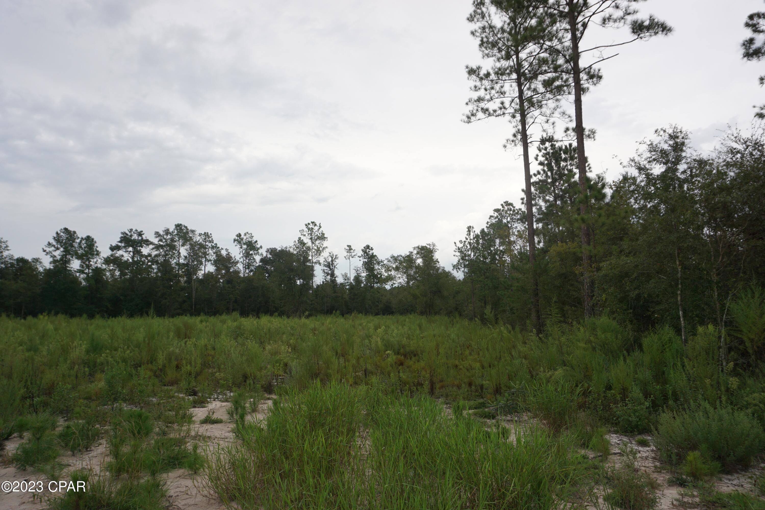 Blue Springs Plantation - Land