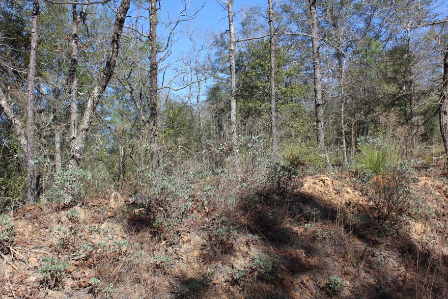 20 Acres of uncleared land short distance off paved Hwy 231 South of Cottondale. Short drive to Panama City, Dothan or I-10.