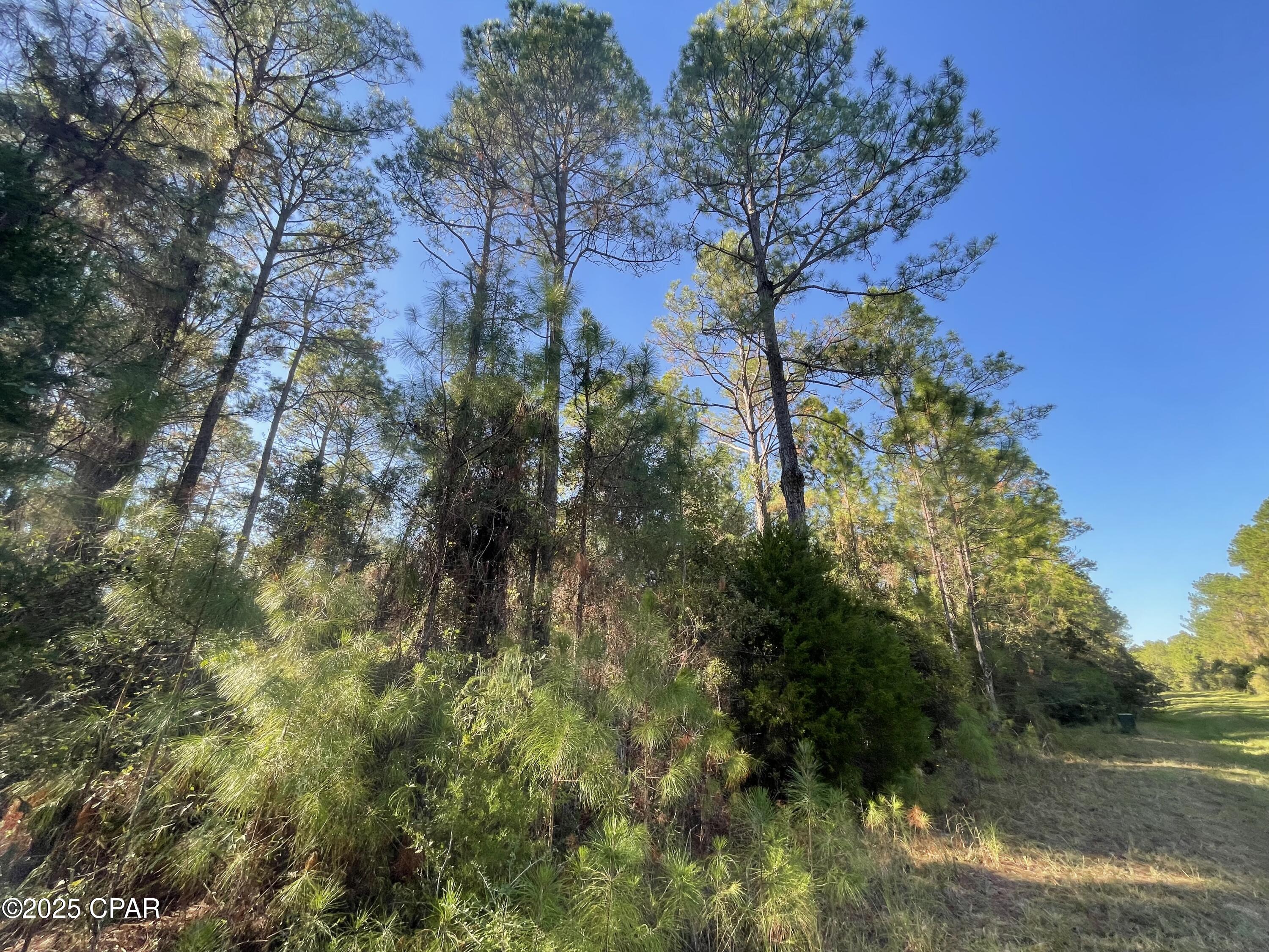 Canopy Crossing - Land