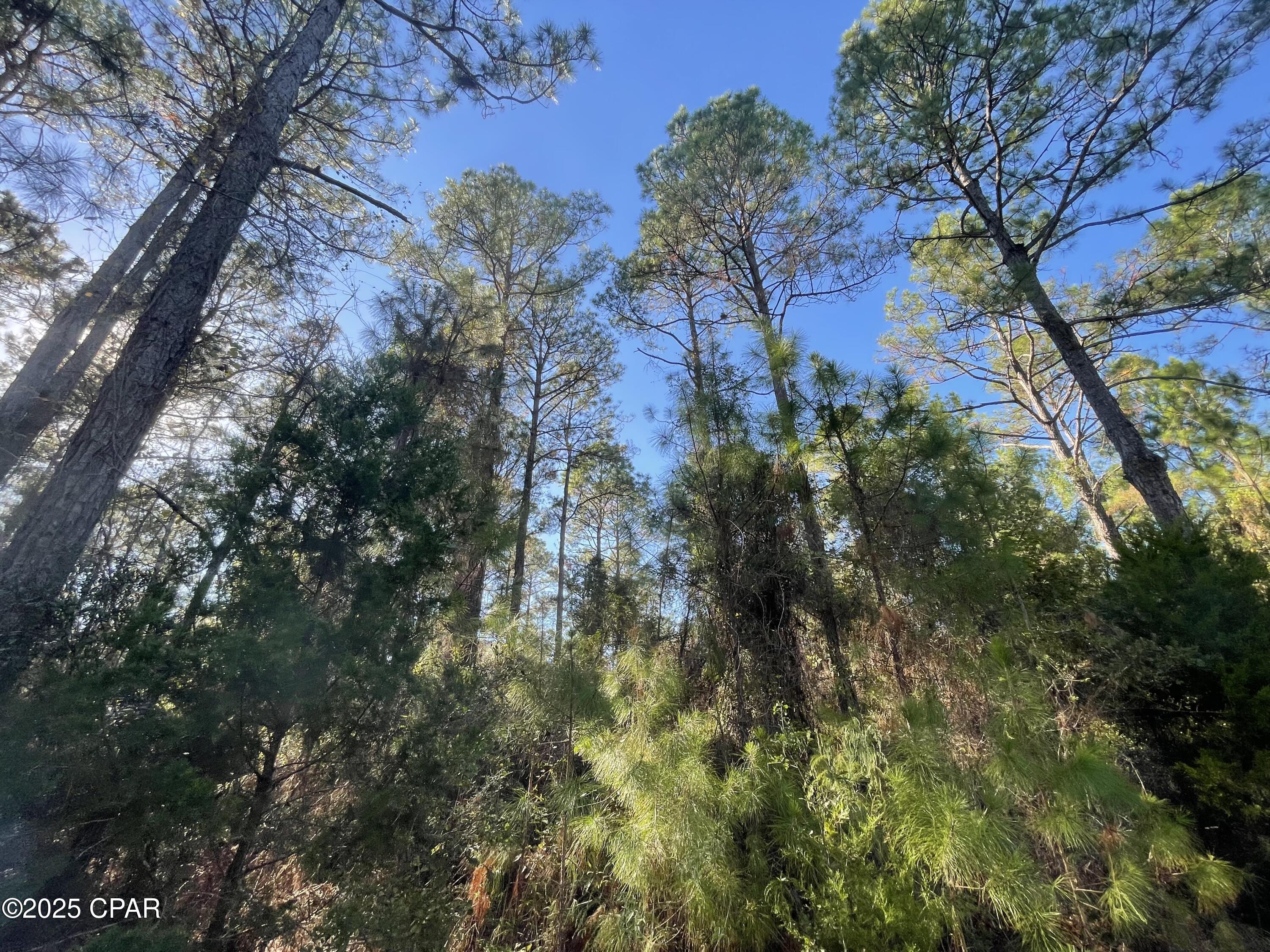 Canopy Crossing - Land