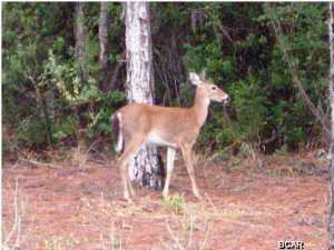 Rivercamps On Crooked Creek - Land