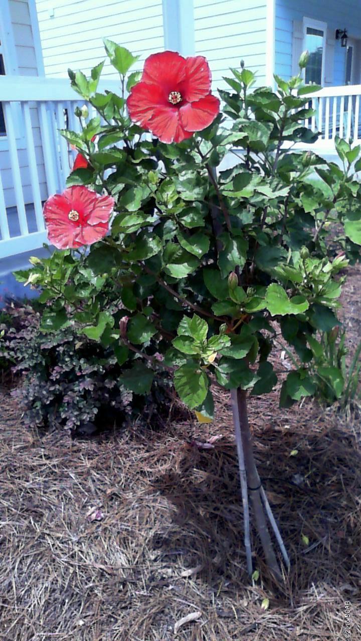 Magnolia Bay Club - Residential