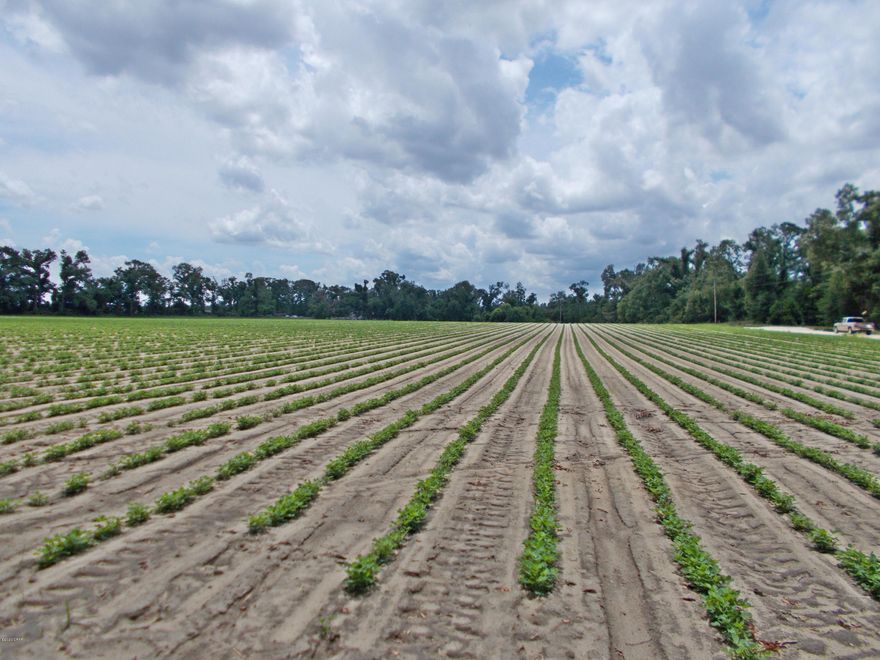 This parcel is already planted in peanuts, very rich soil, most of it is cleared there are still some large oaks on it if you would like to have a home with shade and continue with a  mini farm this is the place for you. Enjoy the country life, there are no restrictions on it as well.  MLS 698097 is across the road from this parcel if you desire more land it is a much larger parcel and can be bought together if desired.