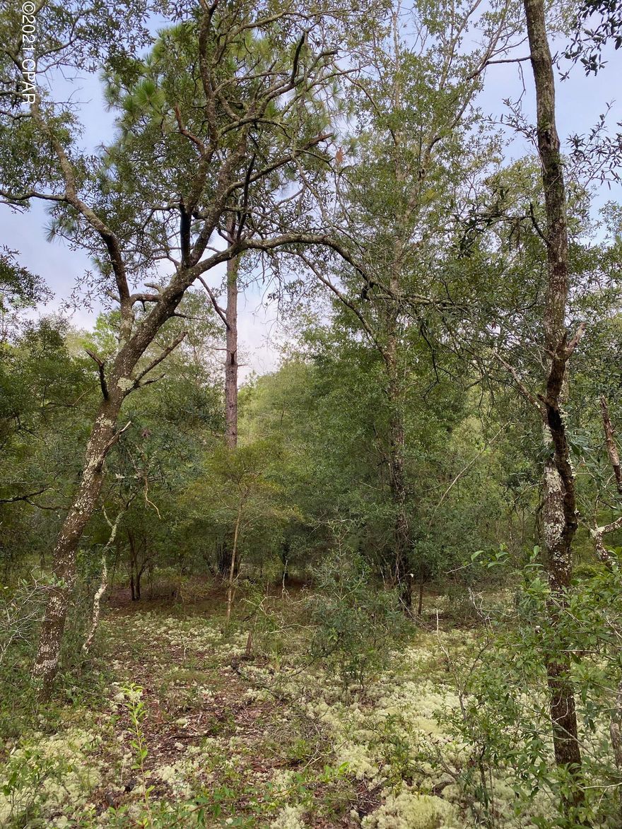Beautiful wooded 5 acre lot with large oaks and pines, perfect for a secluded homesite in the country. This lot is dry and mostly level with paved road access.  Several lakes nearby with incredible fishing opportunities.  Centrally located between Hwy 77 and Hwy 79, with Panama City, Panama City Beach, and Chipley all within a 30 to 40 minute drive. Seller will consider owner financing. All lot dimensions are approximate and should be verified if important.
