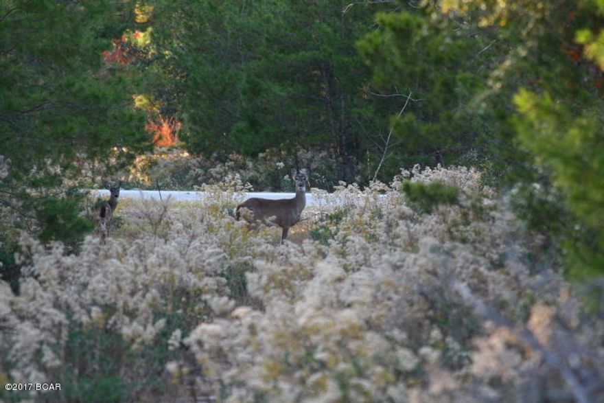 Spread over 2,100 acres of beautiful woodlands, Lake Merial offers its residents a sense of space and relaxation unavailable in more crowded neighborhoods and tightly crammed developments. Lake Merial promotes peace of mind and enjoyment within nature.



A 300-acre, spring-fed lake, encircled by exotic wildflowers and majestic pine trees, anchors the community. With its calm, piercing blue waters, the lake beckons. Dust off the rowboat and retrieve the fishing tackle you've set aside for too long. What a way to spend your days and nights, surrounded by nature and unencumbered with crowds.