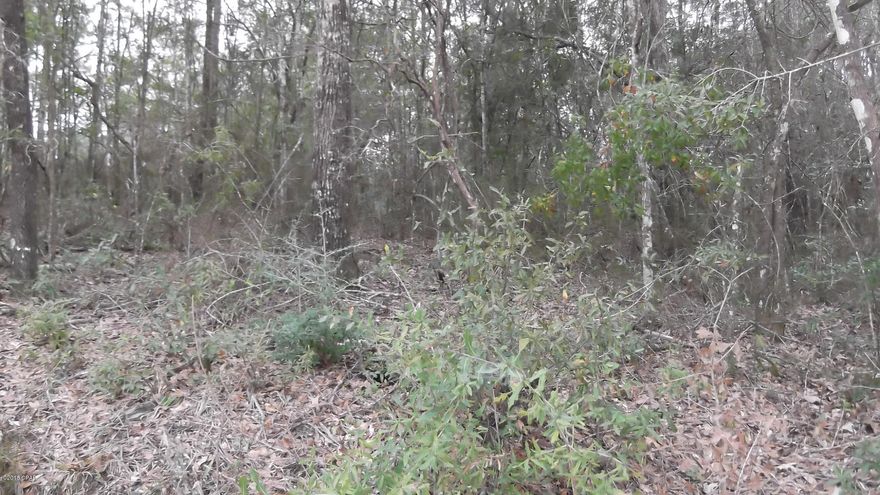 6.84 of wooded land to build your dream home on. Just off of Hwy 231. Close to the town of Alford.  Only one hour away from Panama City Beaches.