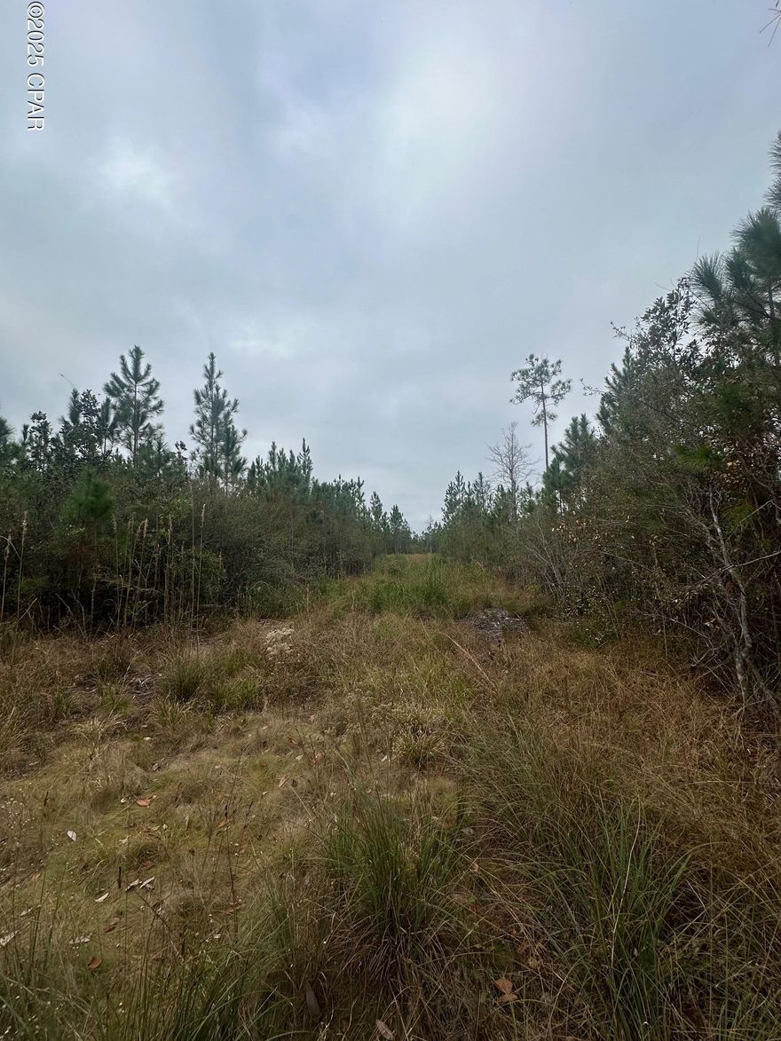 25.47 acres - located on SR 71 just North of Blountstown FL this property offers plenty of space for recreation or to build the structure you desire.   West of Tallahassee FL, North of Port St Joe and South of Marianna, each location within and hours drive.   The 25.47 acres is a combination of 2 parcels.    Parcel # 24-1N-09-0177-0000-4600 and Parcel # 24-1N-09-0177-0000-4700.  If you are looking to get away, or get settle into a new community around Blountstown FL, this property may be right for you!!