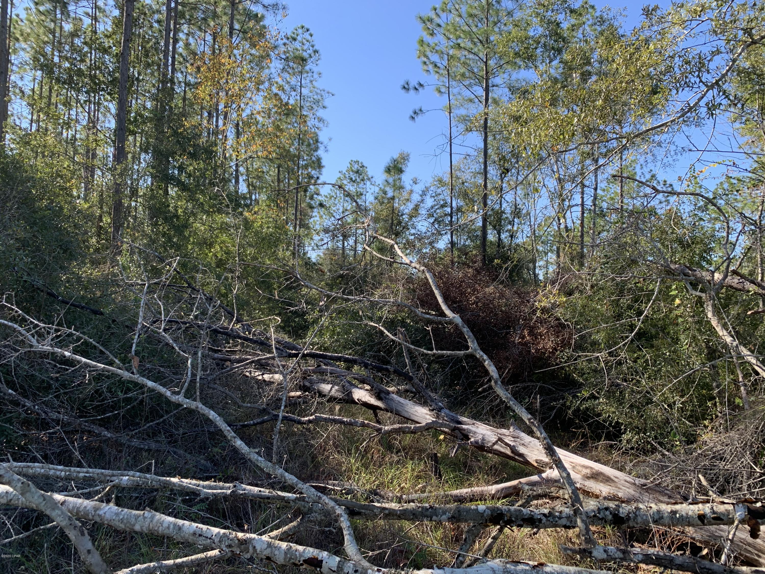 Blue Springs Plantation - Land