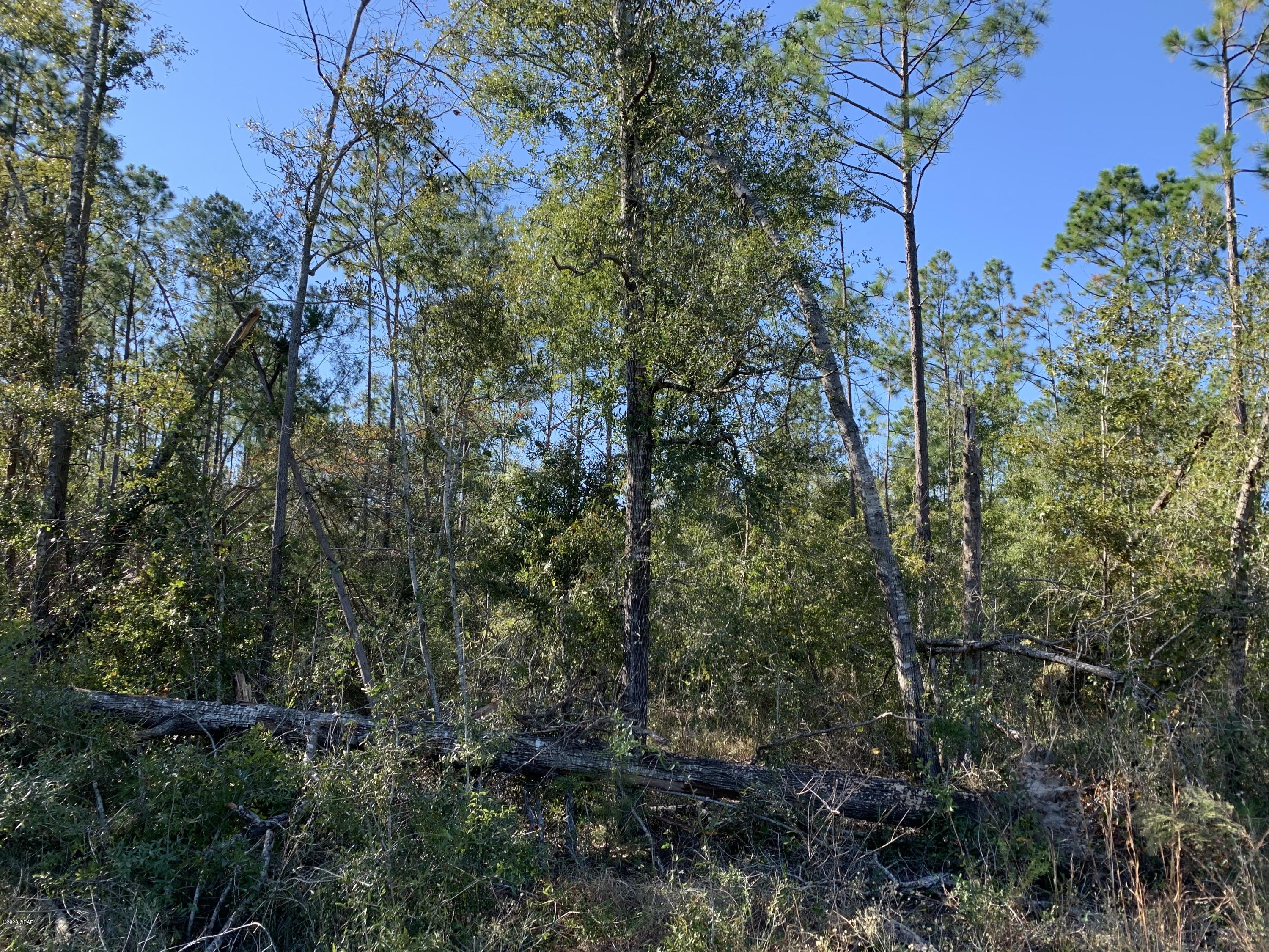 Blue Springs Plantation - Land