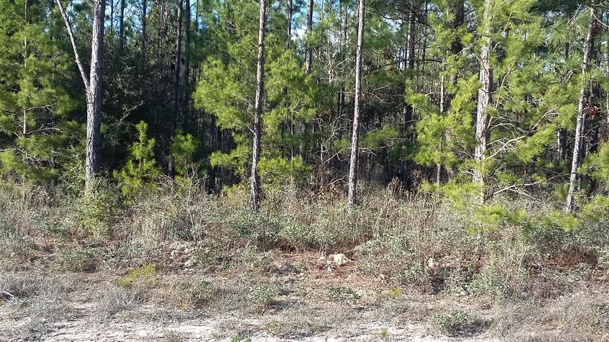 This is a nice wooded lot in Fountain with plenty of room for the kids. NOT in a flood zone.