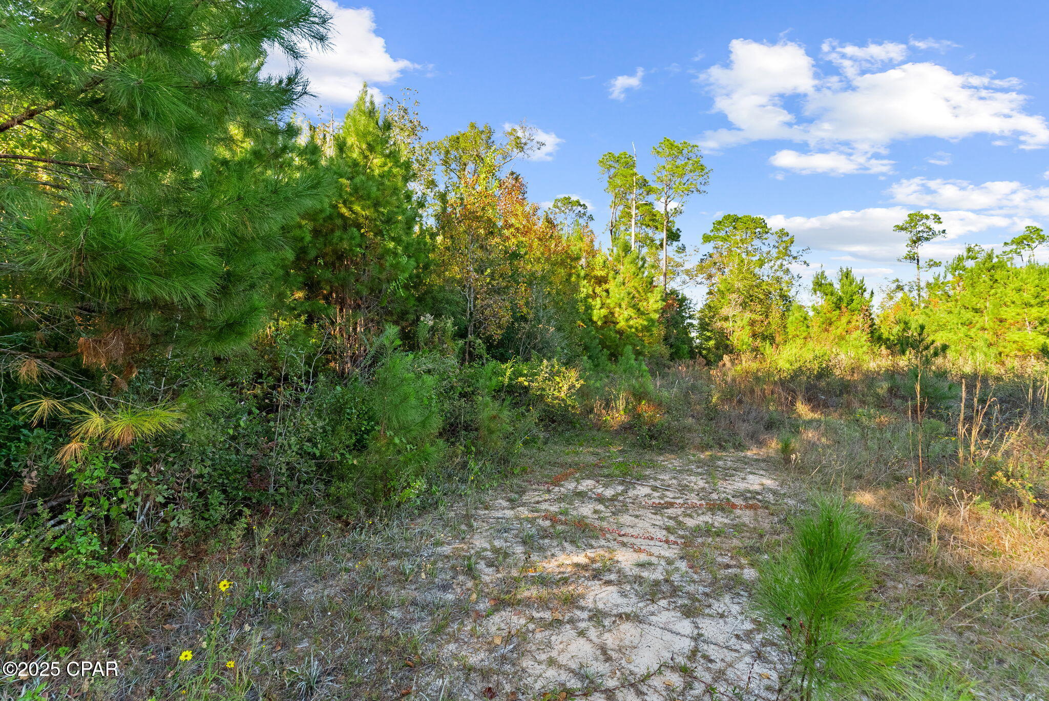 Red Bull Island - Land